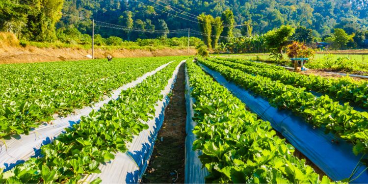 Article: Irrigation Farming Adoption and Livelihood Outcomes among Smallholder Farmers in Uganda. A Cross-sectional Analysis